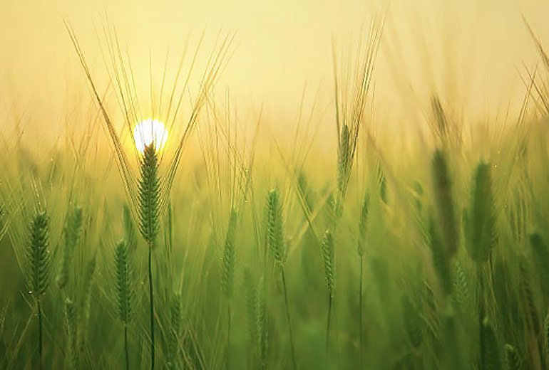 Un champ de blé avec un coucher de soleil en fond